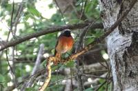 Phoenicurus phoenicurus