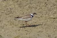 Charadrius dubius