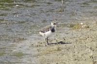 Vanellus vanellus