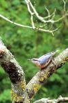 Sitta europaea