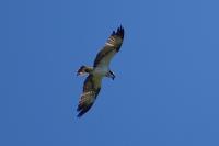Pandion haliaetus