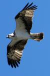 Pandion haliaetus