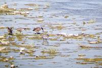Branta leucopsis