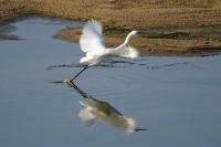 Egretta garzetta