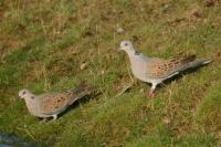 Streptopelia turtur
