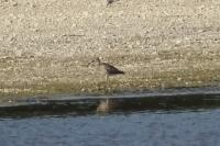 Numenius phaeopus