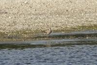 Numenius phaeopus