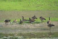 Branta canadensis