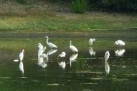 Ardea alba