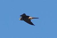 Falco subbuteo
