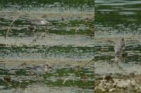 Calidris alba