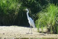 Ardea alba