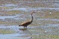 Ardea purpurea