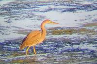 Ardea purpurea