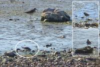 Calidris temminckii