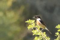 Saxicola rubicola