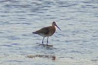 Limosa limosa