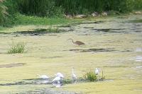 Ardea purpurea