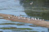 Bubulcus ibis