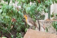 Erithacus rubecula
