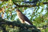Accipiter nisus