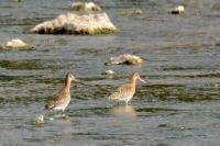 Limosa limosa