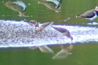 Calidris pugnax
