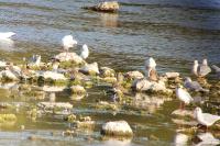Gallinago gallinago