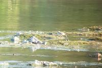 Calidris pugnax
