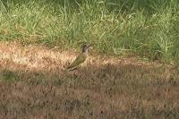 Picus viridis