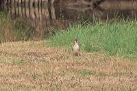 Picus viridis