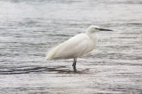Egretta garzetta