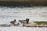 Branta leucopsis