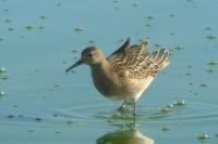 Calidris pugnax
