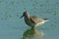 Calidris canutus