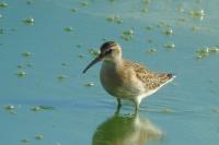 Calidris ferruginea