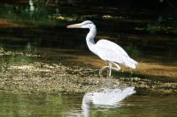 Ardea cinerea