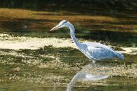 Ardea cinerea