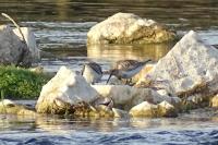 Calidris alpina