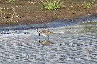 Calidris alpina