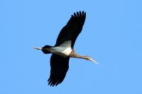 Ciconia nigra