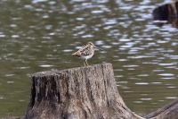 Gallinago gallinago