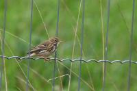 Anthus pratensis