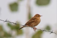 Anthus pratensis