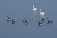 Branta canadensis