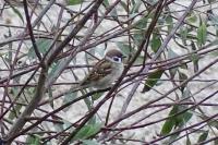 Passer montanus