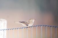Anthus pratensis