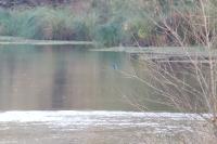 Alcedo atthis