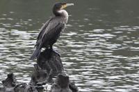 Phalacrocorax carbo