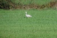 Anser indicus